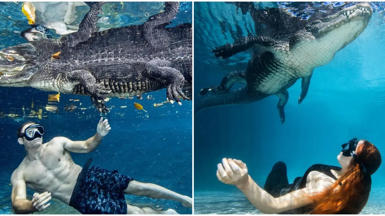 Vous aimeriez nager avec des alligators en Floride ? Ce parc d’attraction vous le permet mais ?