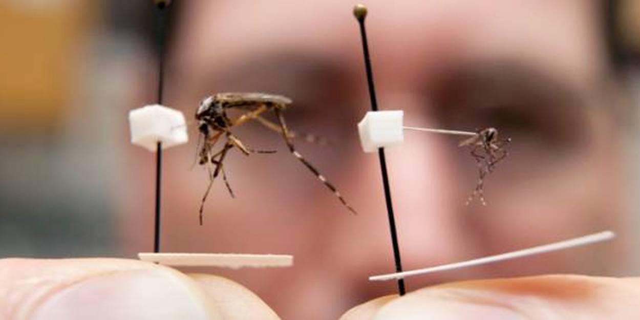 Voici le miracle d’une Floride sans piqûre de moustiques de marais ce que l’état effectue pour vous éviter de vous faire subir été comme hiver