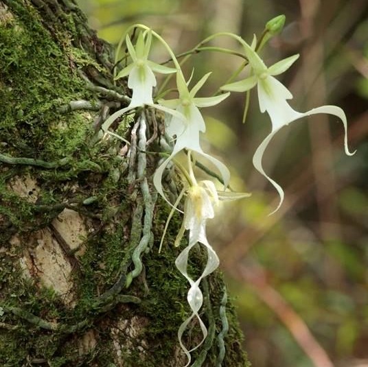 Les fleurs d’Orchidée fantôme de Floride : Une plante rare et mystérieuse des Everglades de Floride unique au monde.
