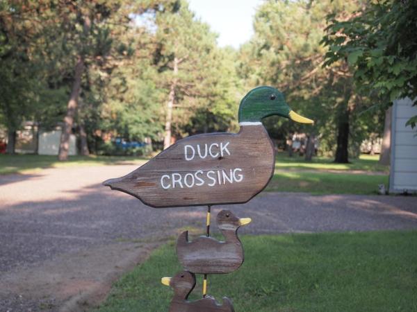 Les Snowbirds s'efforcent de garder les lapins comme les canards en liberté en Floride.