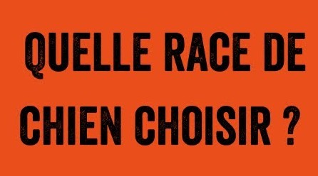 Qui se ressemble s’assemble Wouff Wouff ! Comment bien choisir son chien ?