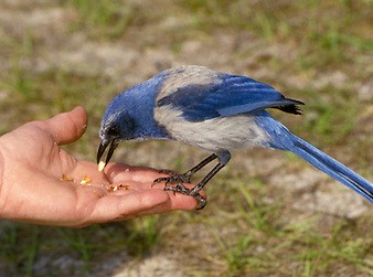 Le geai des buissons de Floride le symbole de Snowbirds du Québec en Floride (Facebook ) voici pourquoi