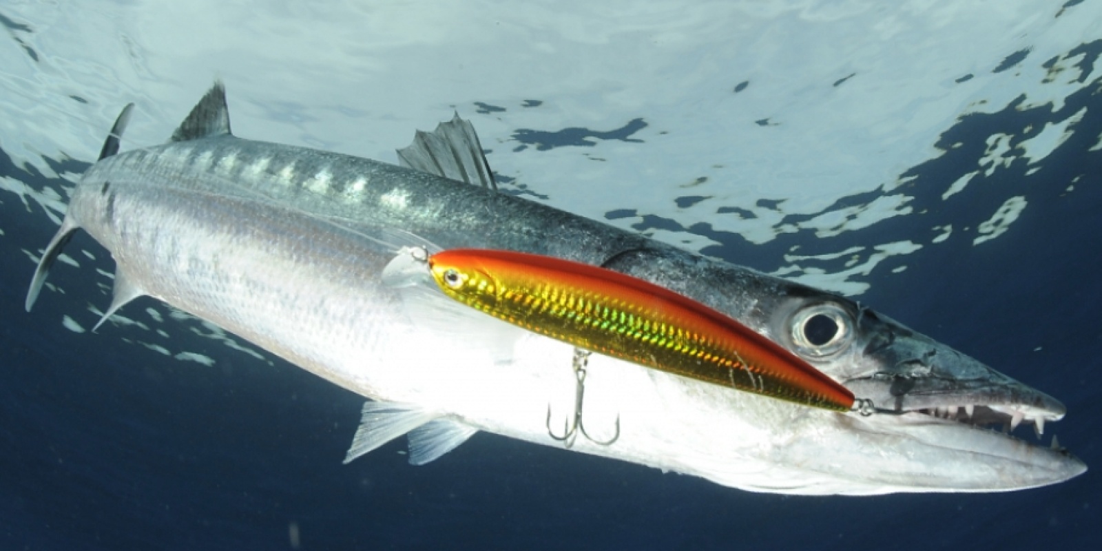 Essayer de sortir un poisson trop vite dans les eaux de la Floride est comme d’essayer de le perdre.