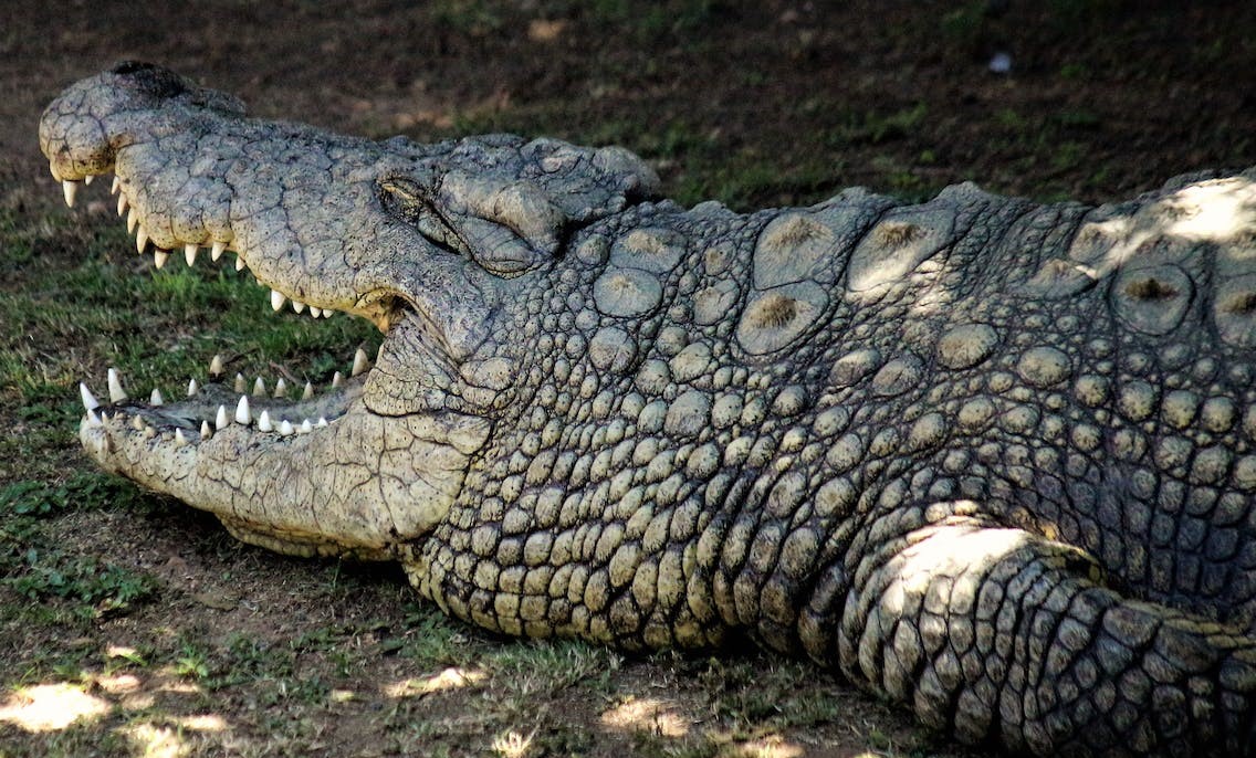 À la rencontre de Croczilla le plus grand crocodile des Everglades de 2000 lbs jamais enregistré de Floride.