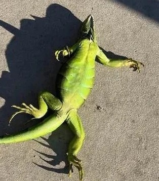 Floride : Un front froid canadien va faire baisser les températures jusqu'à 45 degrés.