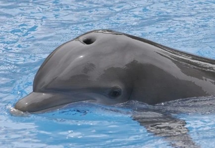 Voici comment dorment les dauphins