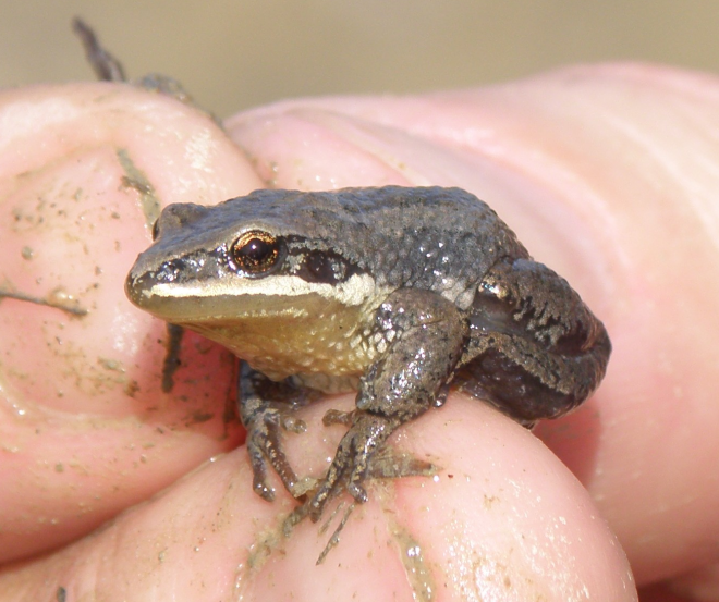 Un entrepreneur québécois condamné à une amende de 25 000 dollars pour avoir mis en danger une grenouille rare.