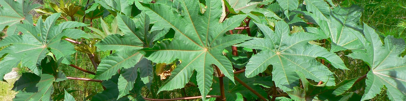 En Floride il faut faire attention aux plantes qu’on achète
