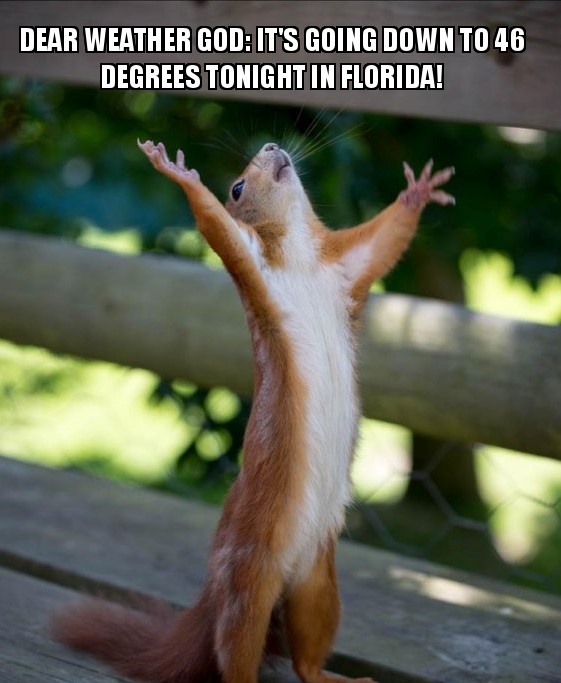 Le sud de la Floride va connaître un week-end froid avec des températures de l'ordre de 46 degrés.