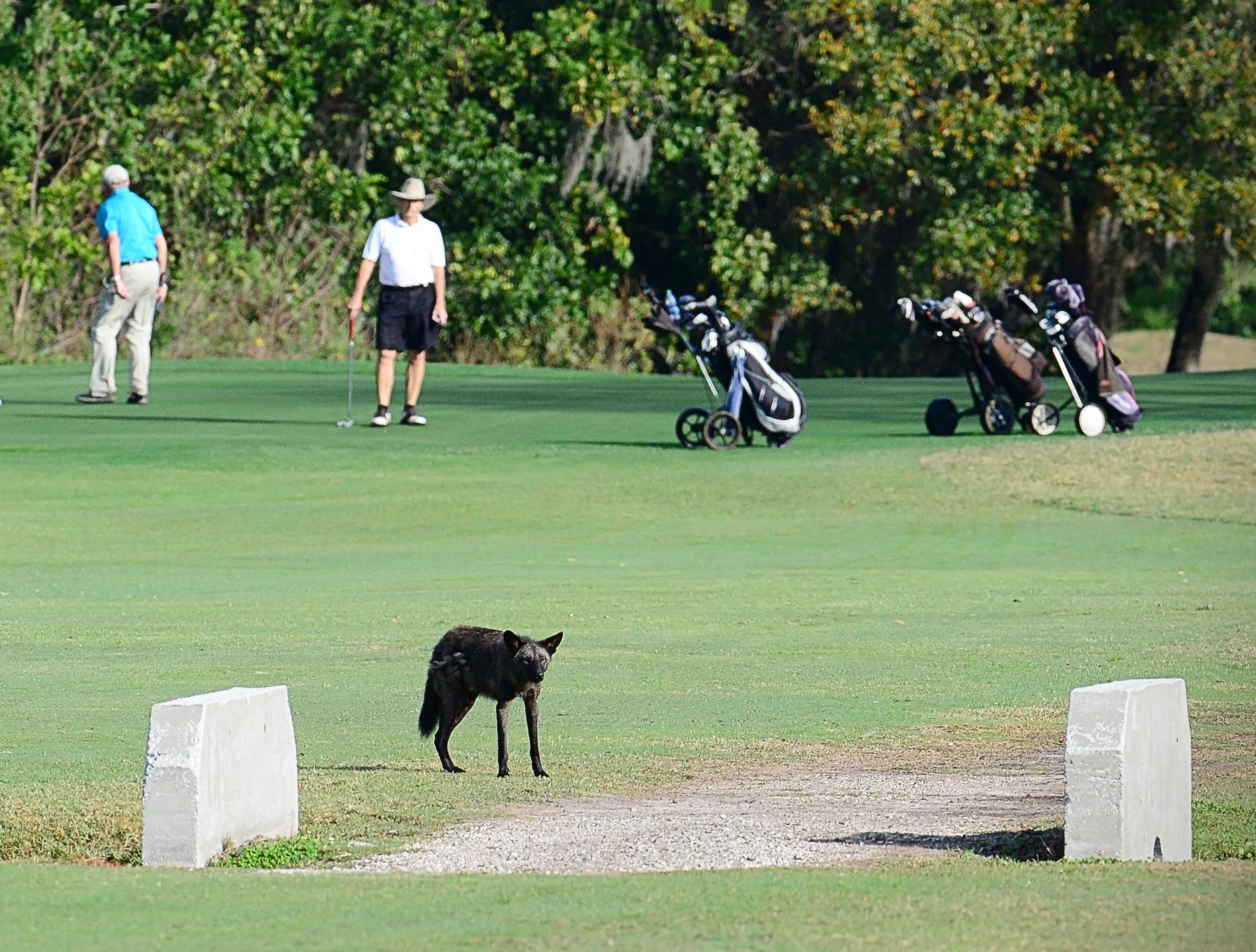 Les coyotes font leur retour en Floride et les habitants signalent une augmentation des observations.