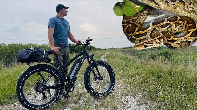 De plus en plus on utilise un vélo électrique pour chasser des Pythons dans les Everglades et ça marche !