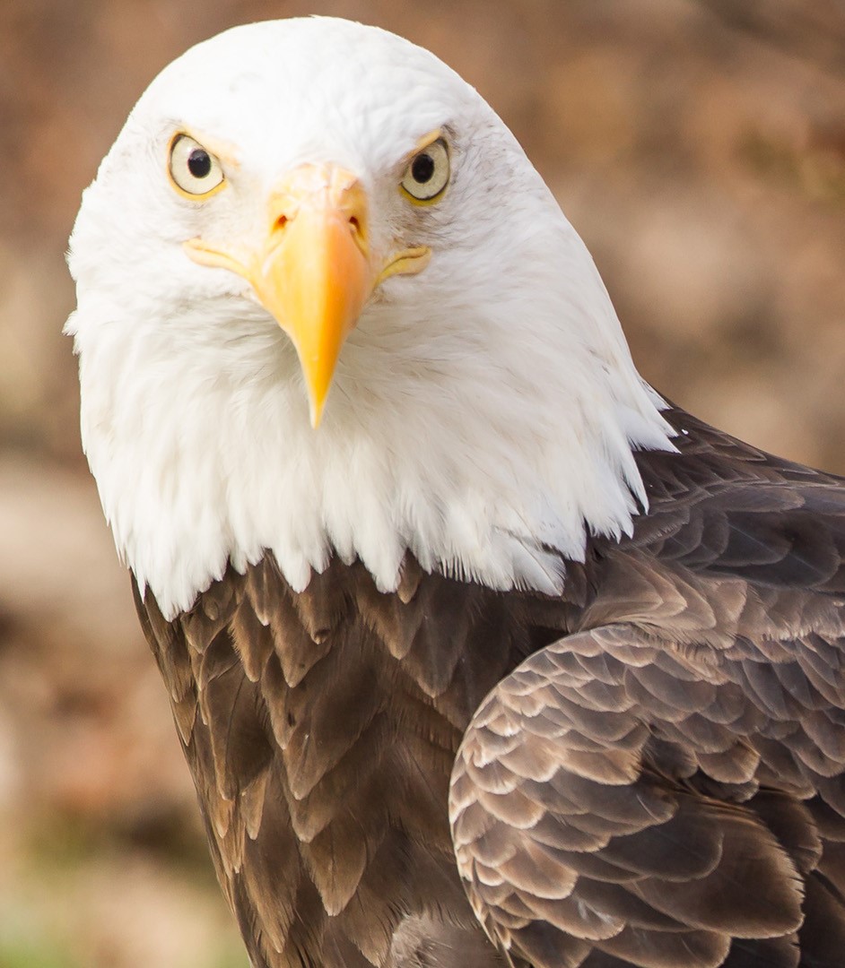À la rencontre de l’oiseau national des États-Unis en Floride avec plus de 1500 nicheurs