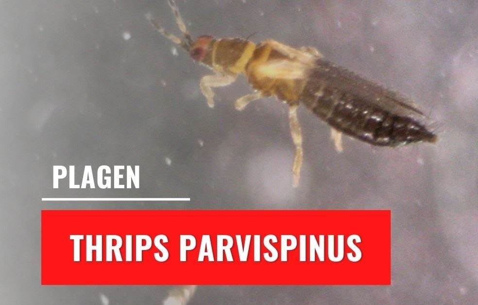 Une nouvelle espèce d’insecte minuscule, mais envahissant pour les plantes, les fleurs et surtout les cultures de la Floride