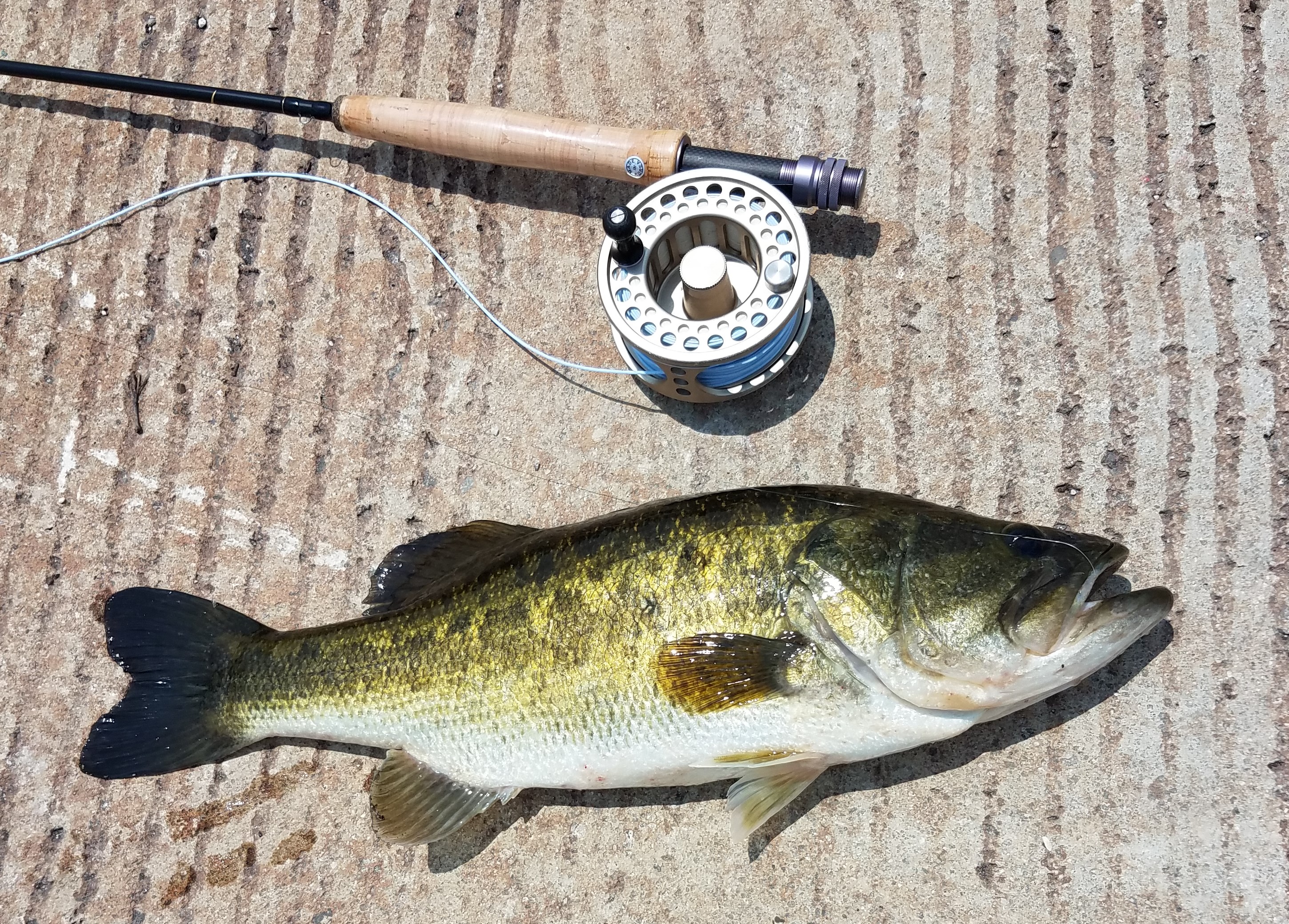 La pêche à la Mouche en Floride c’est super !