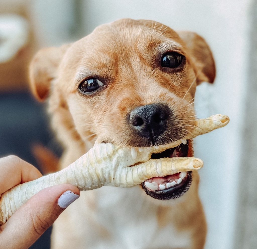 Danger des os pour chiens