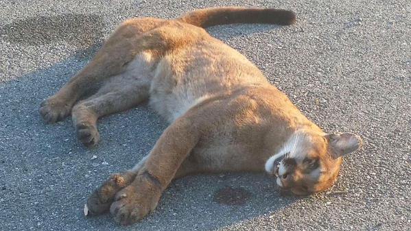 Les Panthères de Floride menacées d'extinction par les collisions de véhicules.