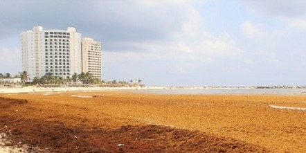 Les algues brunes s’en viennent,  restez loin des émanations d’ammoniac de sulfure d'hydrogène pouvant provoquer de sérieux problèmes respiratoires et plus