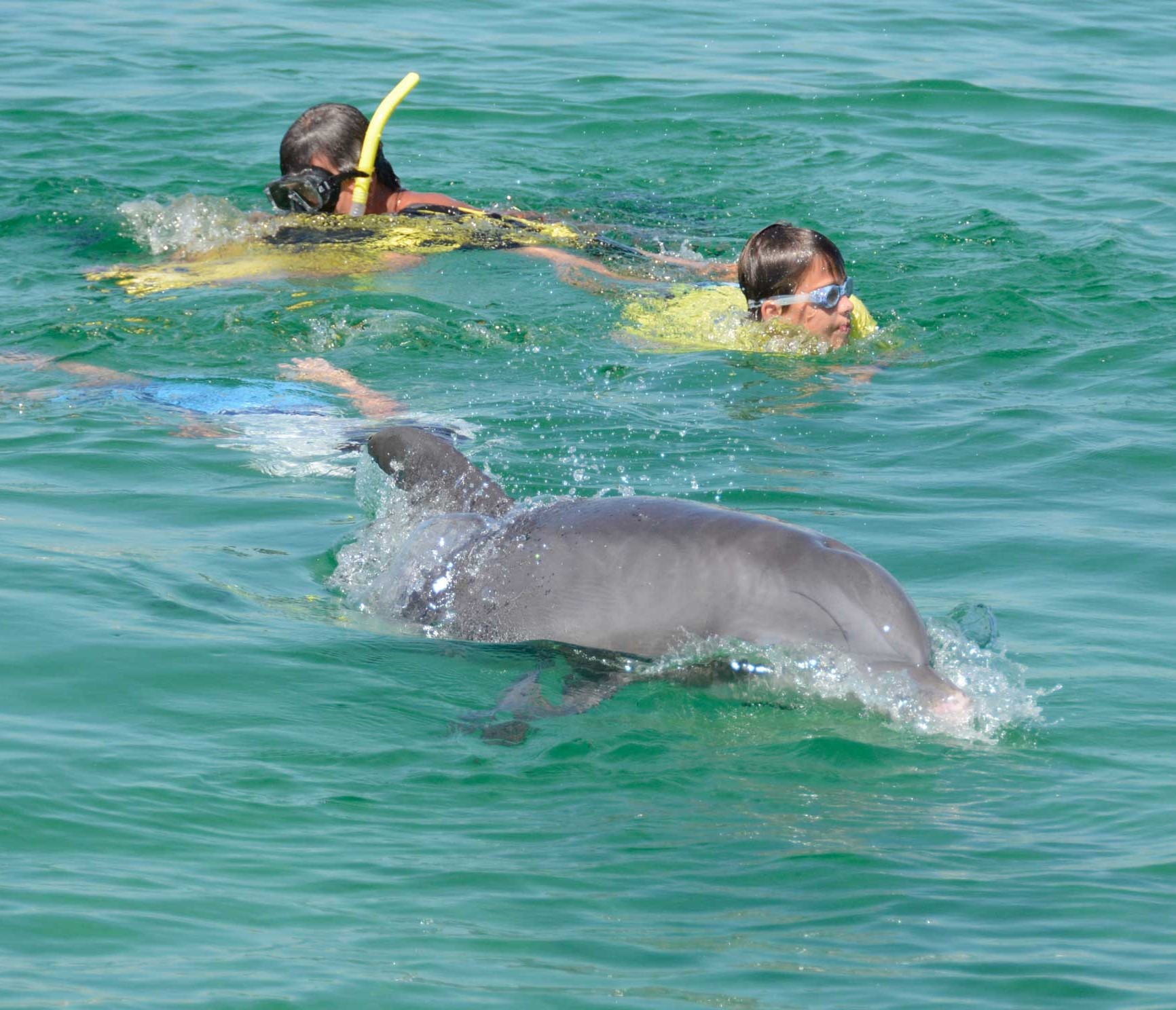 Nagez avec les dauphins sauvages de Panama City Beach, avec l’équipe de Water Planet