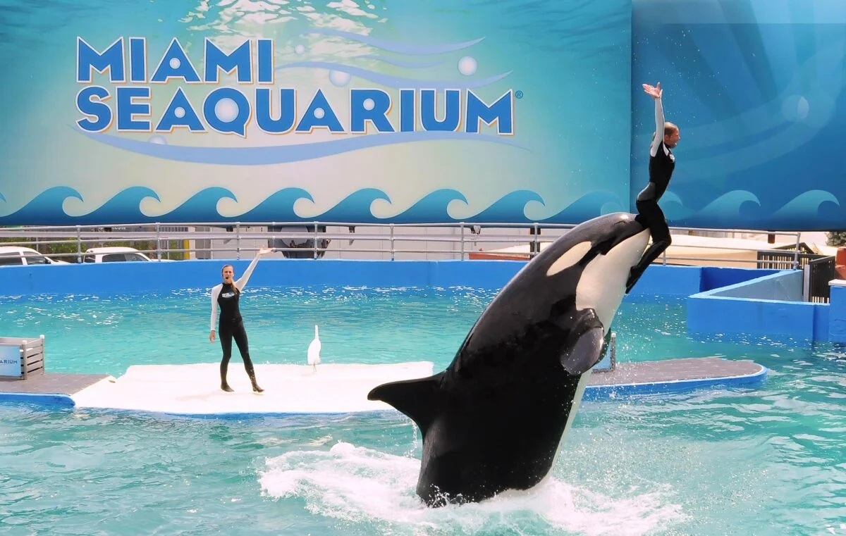 Malgré un avis d’expulsion le parc à thème marin Miami Seaquarium refuse littéralement de fermer voici les raisons