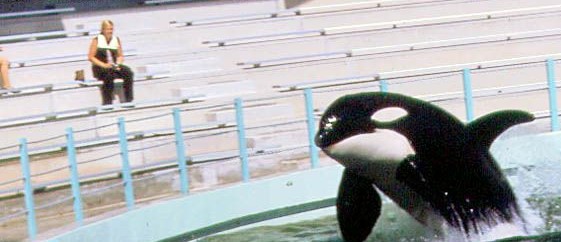 Un ancien dresseur du Seaquarium affirme que l’orque Hugo a déjà tenté de s'échapper par la fenêtre avant qu’il ne soit jeté dans une décharge à Miami