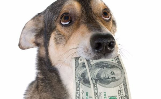 Lorsque qu’un animal de compagnie coûte maintenant plus chers que d’avoir un enfant voici les chiffres