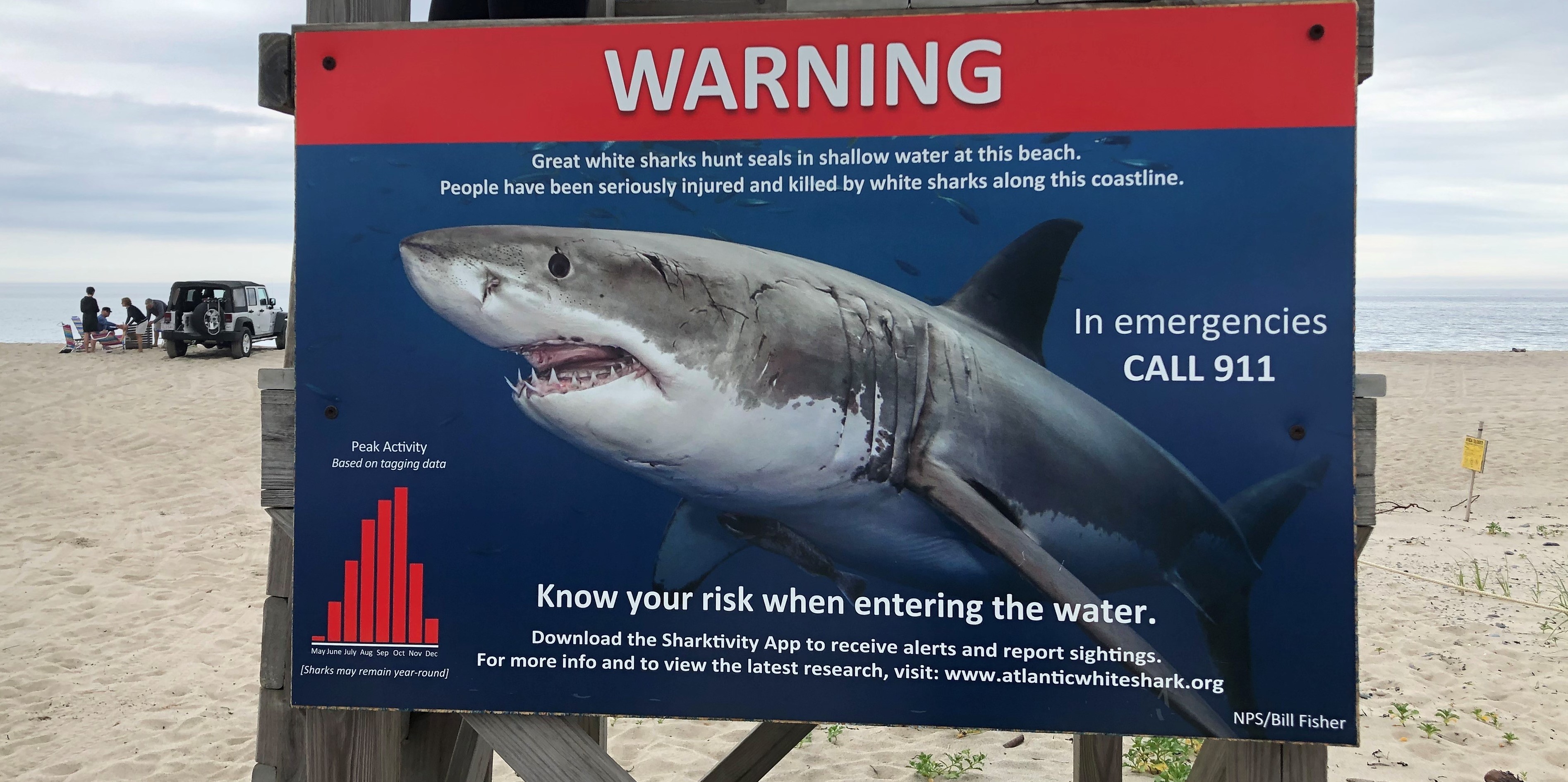 Réel mais inhabituel, 6 baigneurs ont fait la rencontre de requins en deux jours en Floride, comment expliquer ?