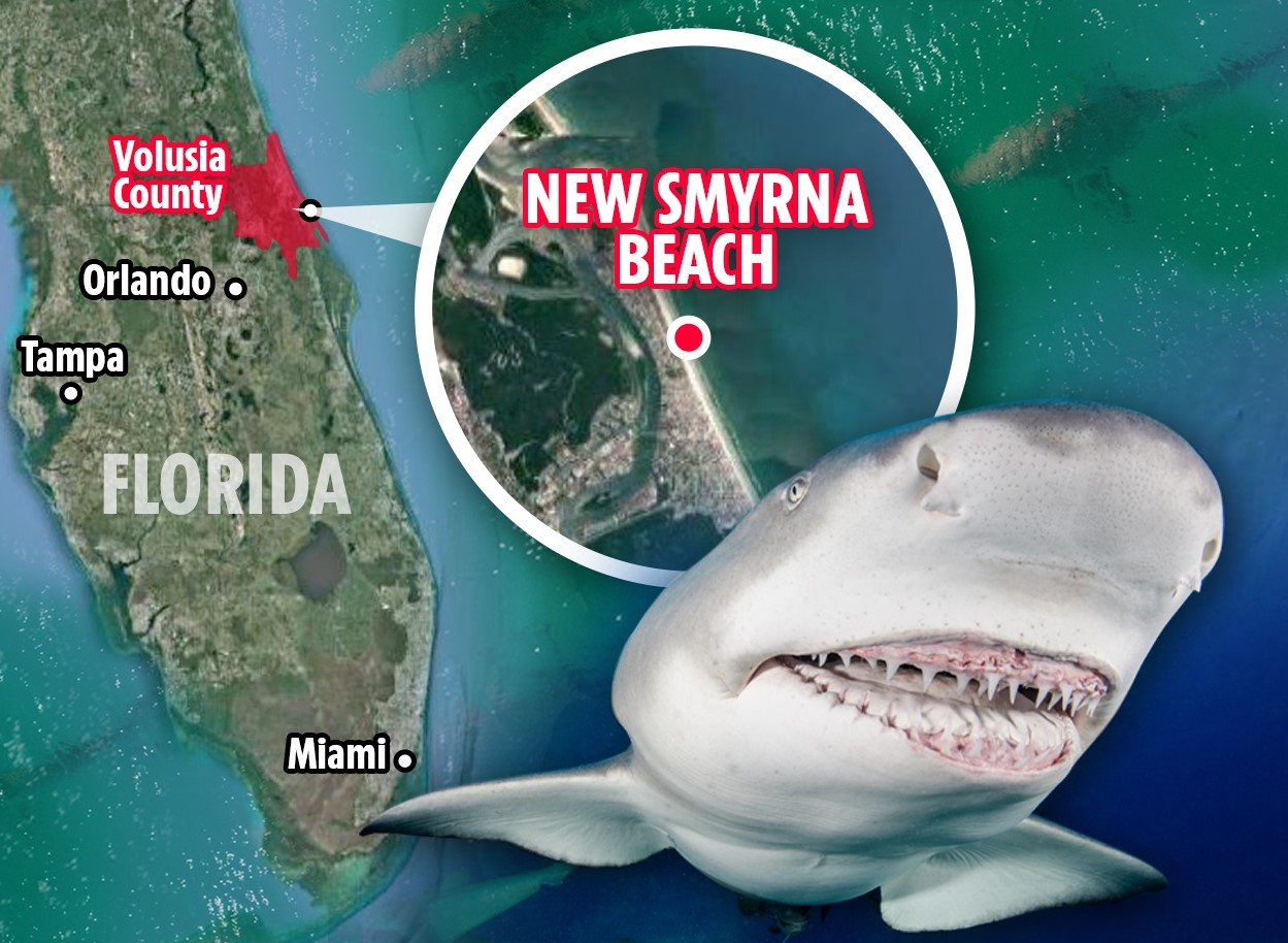 Ce n’est pas le temps de se baigner à New Smyrna Beach encore cette semaine un garçon de 14 ans a été mordu dans la jambe par un requin de 8 pieds.