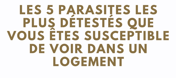 Selon vous qui est le numéro 1 au Classement des infestations nuisibles en Floride : COQUERELLES,  PUNAISES DE LIT, CAFARDS, FOURMIS, TERMITES et la grande gagnante est ?