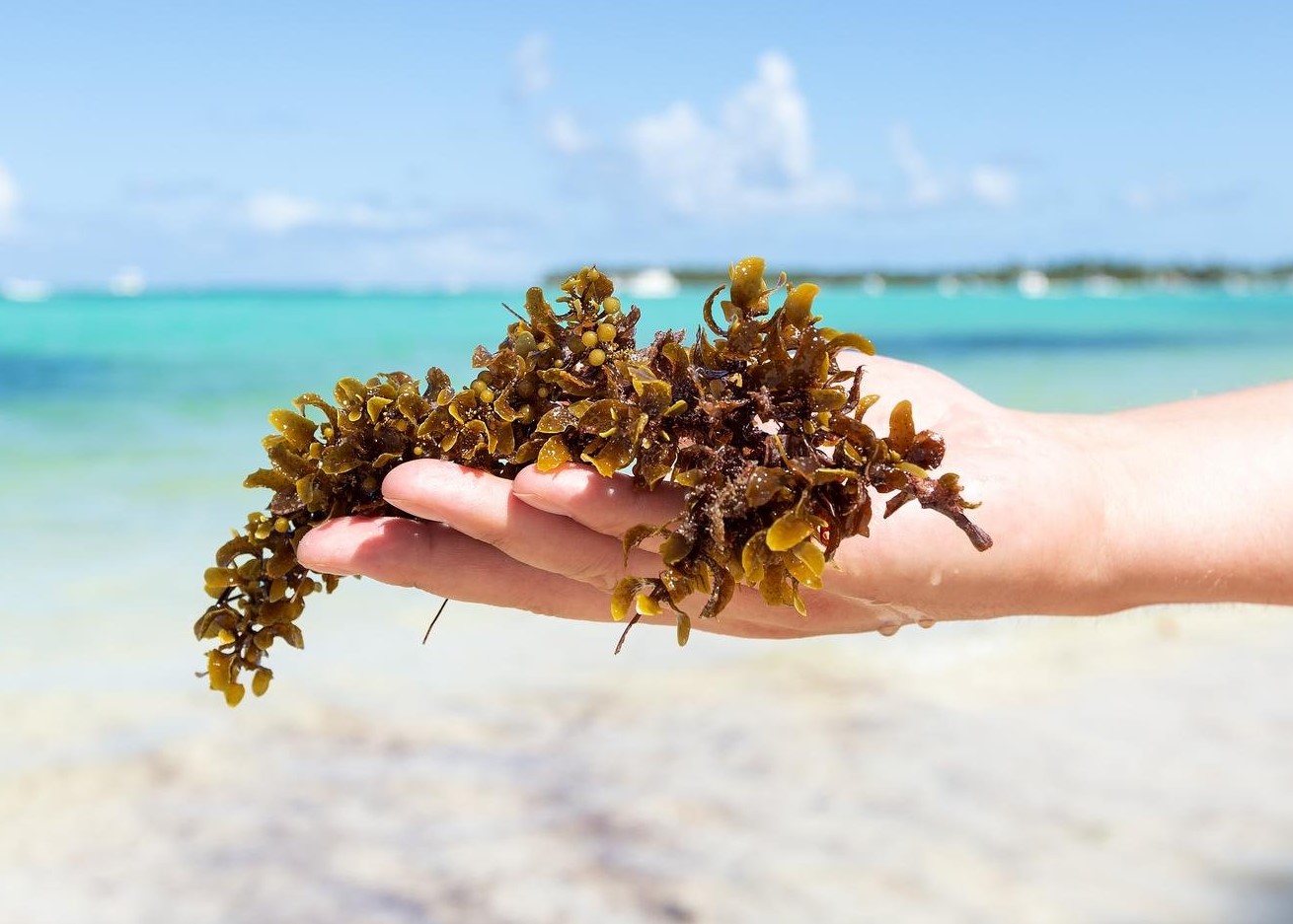 Cette année les plages vous appartiennent et sont épargnées par l'invasion de sargasses: Vous pouvez venir en Floride car tout est beau tout est chaud !