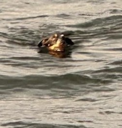 Une chienne que l'on croyait perdue en mer est retrouvée et réunie avec ses maîtres.