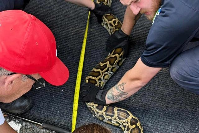 2 Canadiens se préparent à la chasse de pythons envahissants dans les Everglades de Floride pour le concours de $30 000 à gagner.