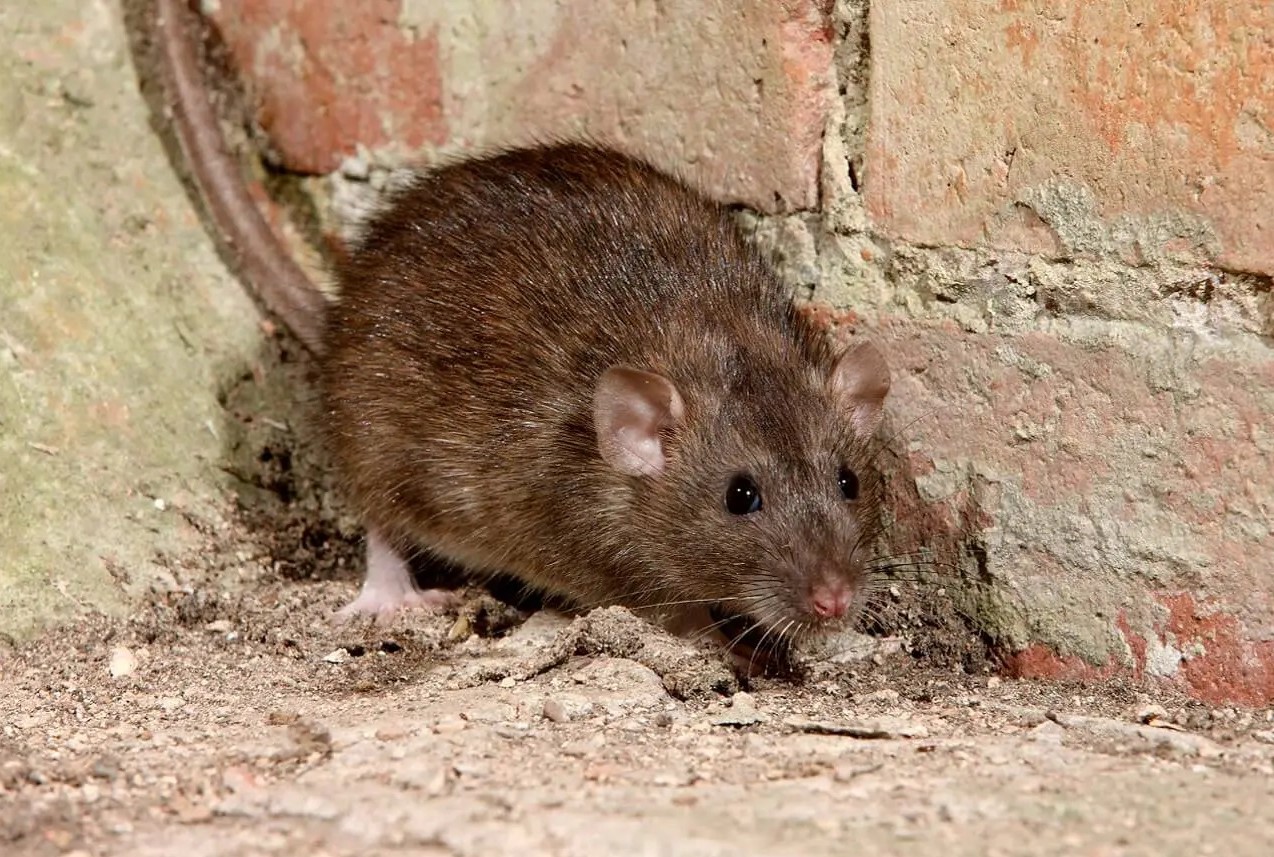Voici les villes de Floride les plus infestées de rats.