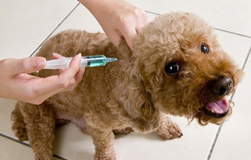 Le diabète sucré chez le chien