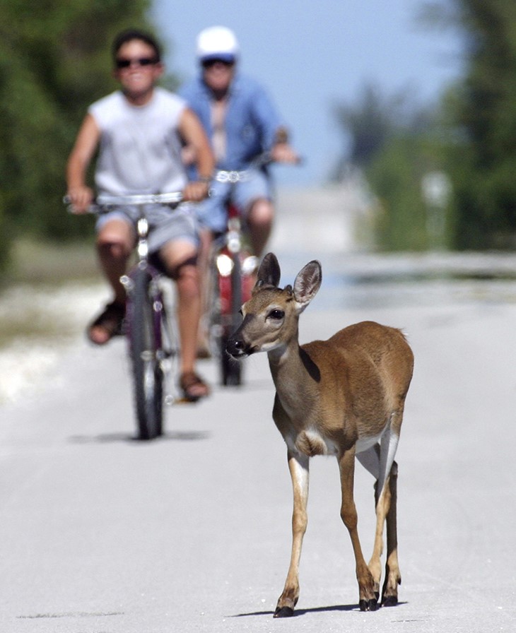 Les Cerfs nains des Keys de Floride menacés par l'élévation du niveau de la mer.