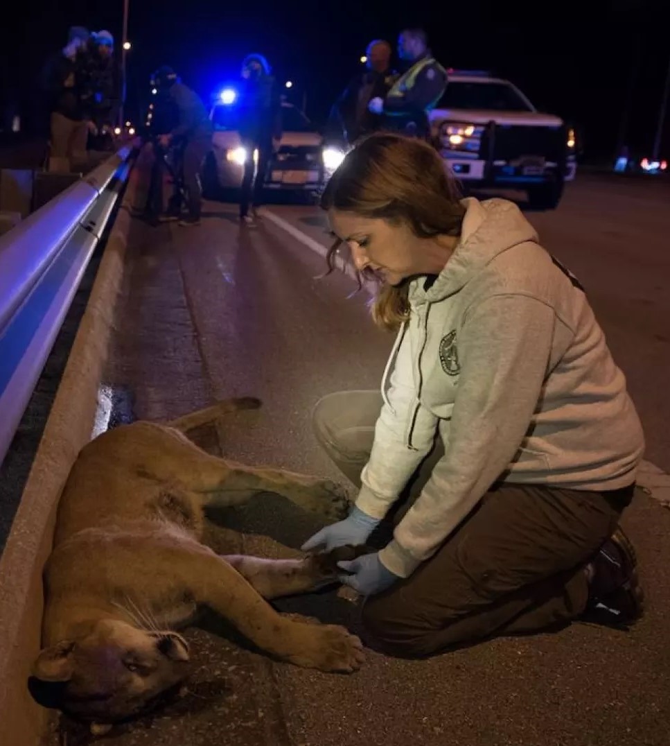 Les accidents de la route en Floride ne tuent pas seulement que les humains !