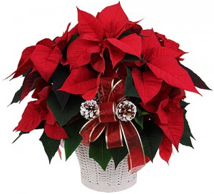 Voici le meilleur endroit pour planter des poinsettias en Floride
