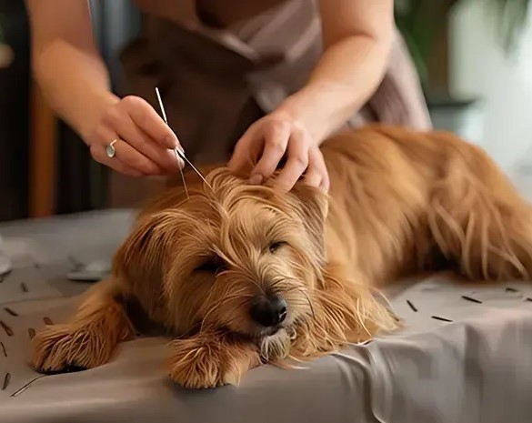 Les aiguilles à la rescousse des chiens