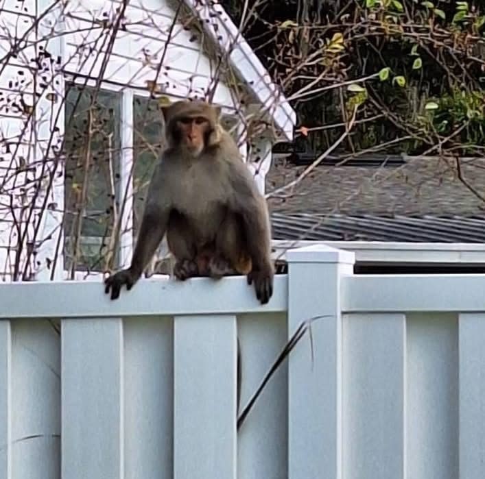 Des grands singes en pleine liberté font bon voisinage avec une communauté snowbird de Floride.