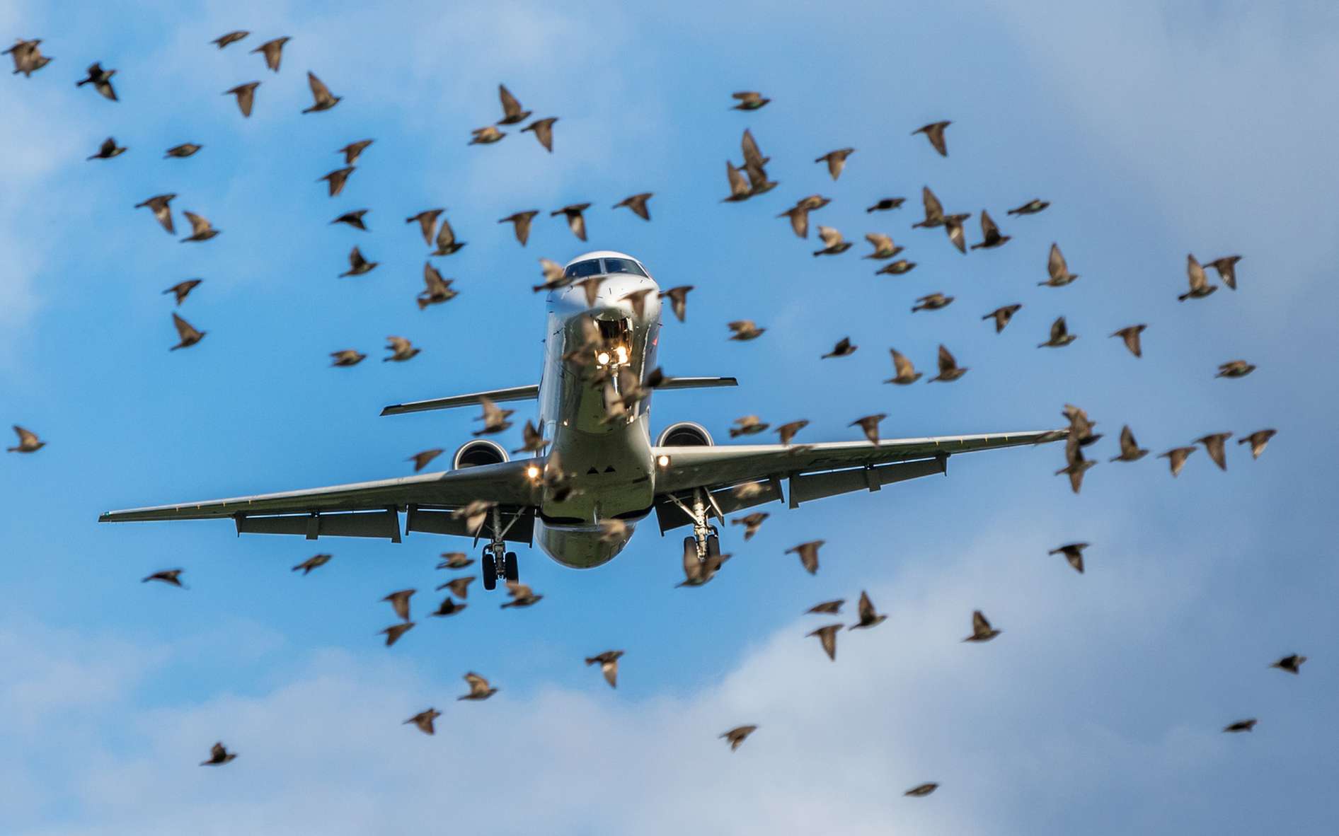 Qu’elles sont les conséquences lorsque des oiseaux se heurtent à un avion de passagers