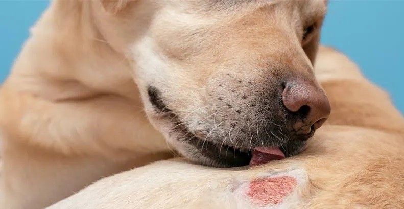 Quand pitou se gratte !