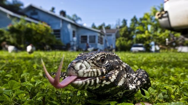 Ce lézard envahissant se répand en Floride et s’approche petit à petit des lieux d’habitation alors voici ce qu'il faut faire