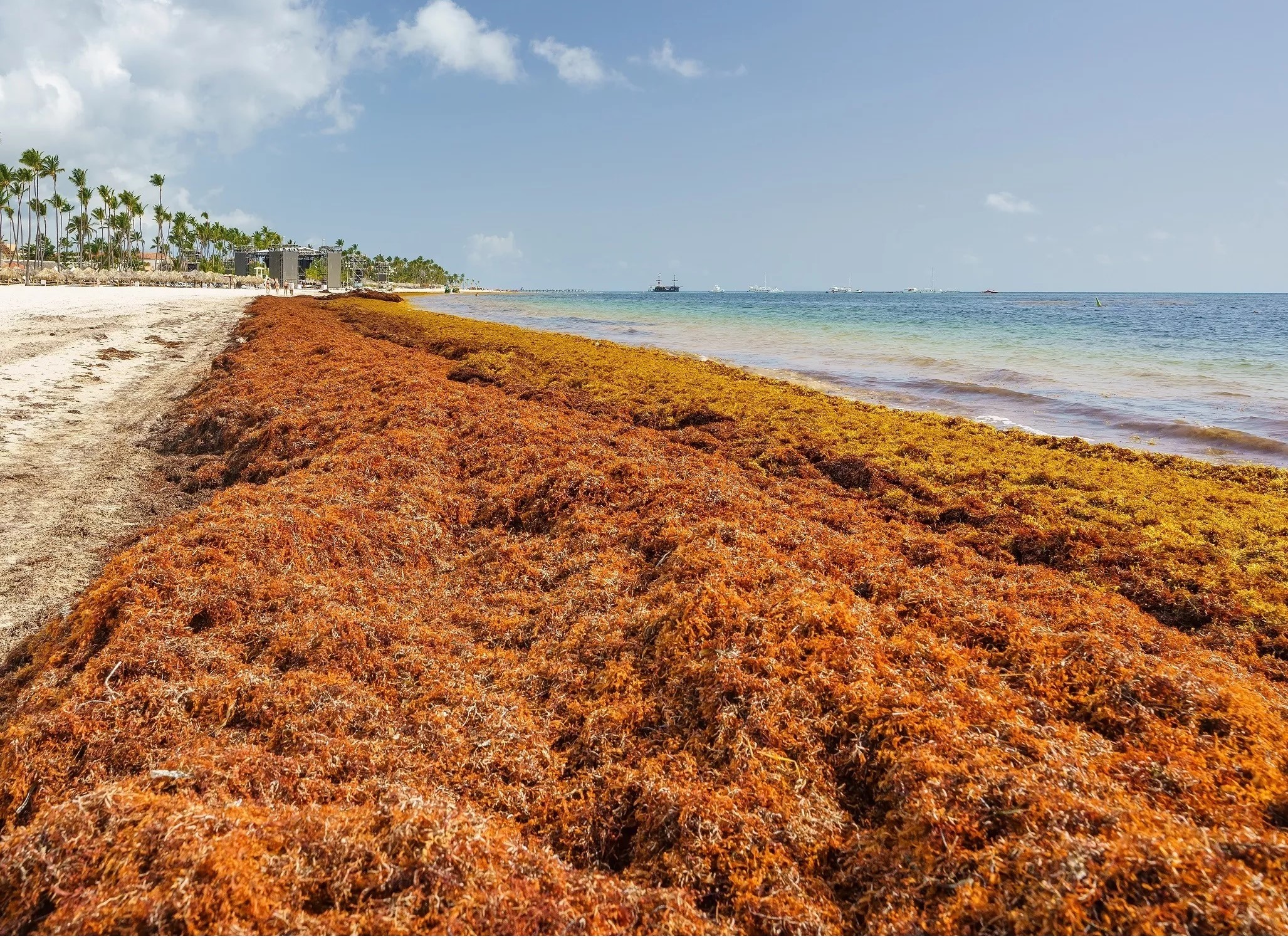 Actuellement 31 millions de tonnes d'algues toxiques font fuir les visiteurs des plages de Floride dans une odeur nauséabonde.