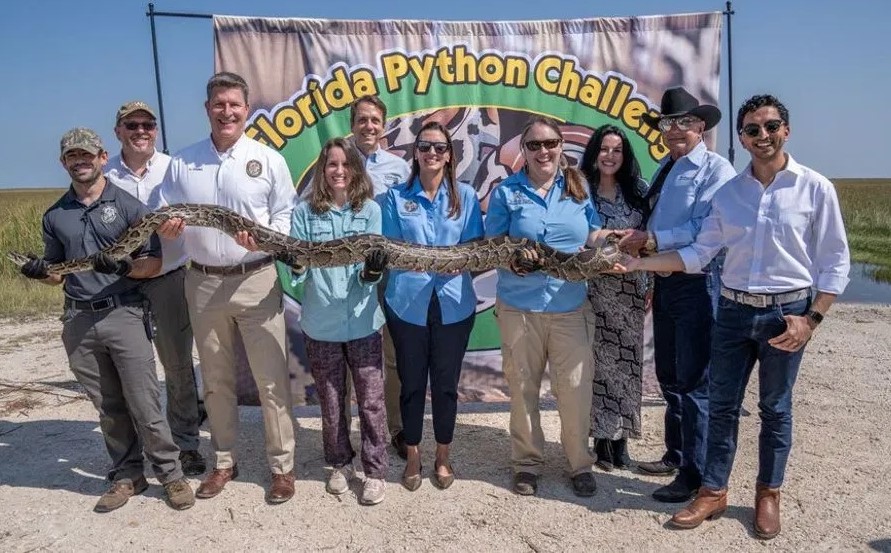 Avant qu’ils deviennent plus nombreux que les humains en Floride voici le tournoi des pythons birmans avec un prix de 10 000 dollars au gagnant pour le plus grands nombres  de captures.