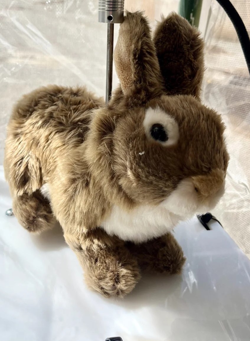 Voici le robot-lapin : Ce petit robot à fourrure s'attaque aux pythons envahissants en Floride