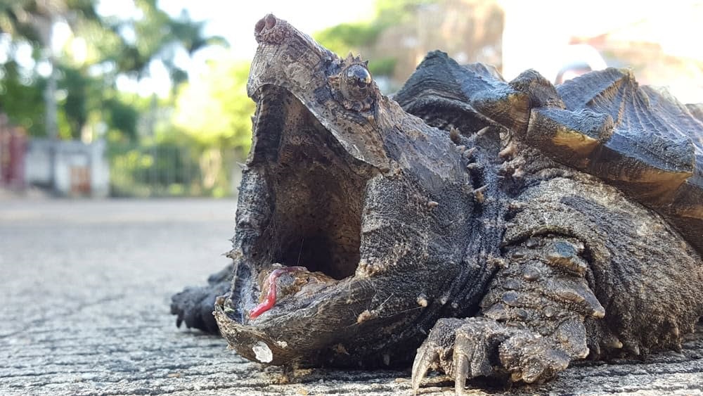Cette tortue moins connue de Floride peut être aussi sournoise qu’un alligator et plus rapide dans ces exécutions d’attaque sur un humain.  Voici pourquoi