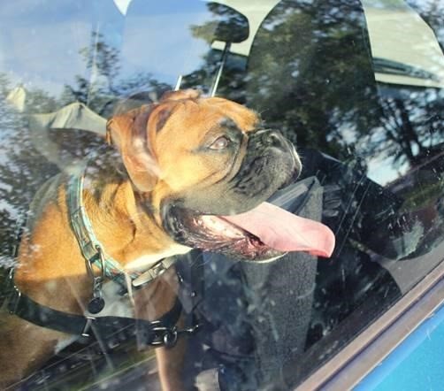 Prévenir le coup de chaleur chez les animaux de compagnie