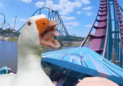 Une femme intente un procès contre SeaWorld après avoir été frappée en pleine face par un canard en plein vol alors qu'elle était dans des montagnes russes.