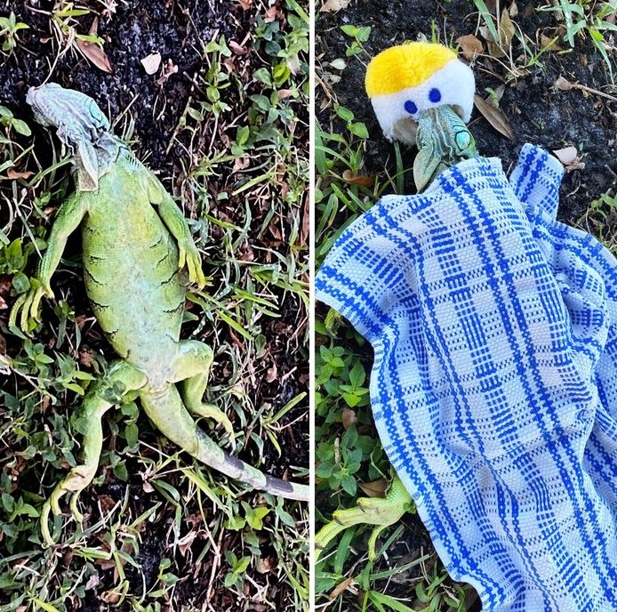 Voici quoi faire lorsque le froid s'abat sur la Floride et que des iguanes paralysés se retrouvent là où ils ne doivent pas être