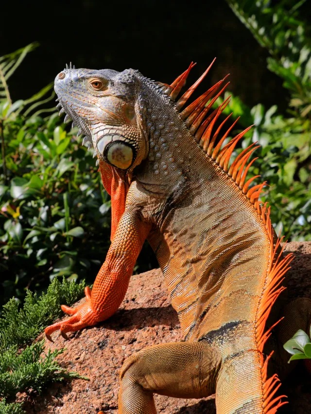 Quel est ce phénomène étrange ? Pourquoi les iguanes envahissants de couleur verts deviennent couleur citrouille pendant les fêtes de fin d'année.