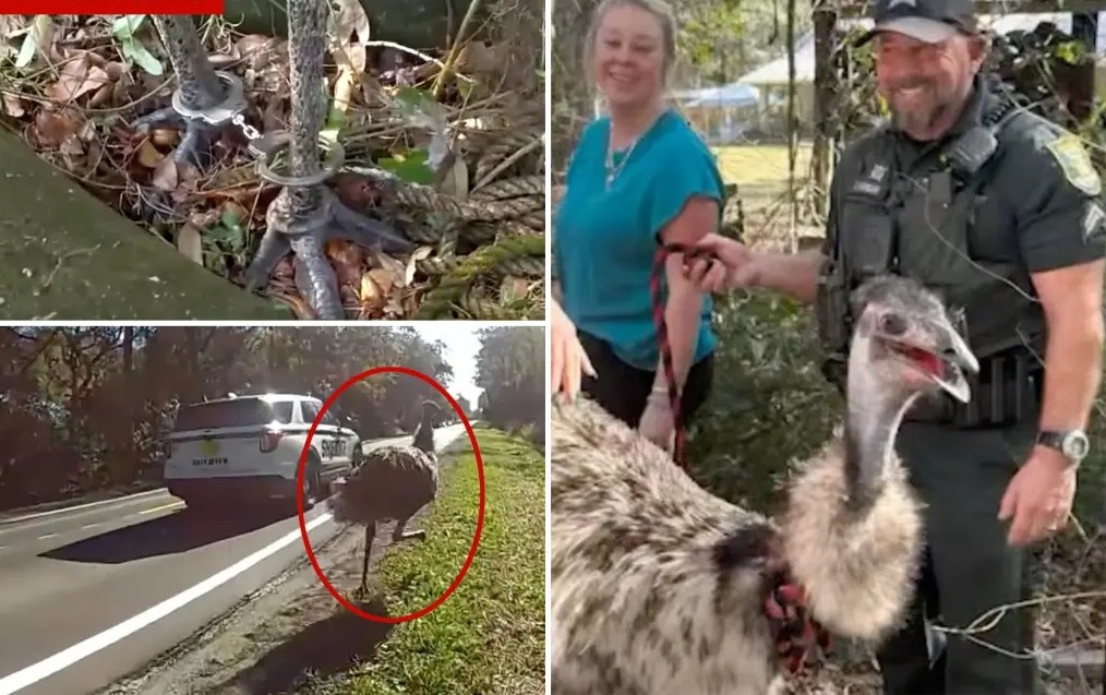Un oiseau donne du fils à retordre pendant plusieurs minutes aux policiers de Floride qui perturbait la circulation aux automobilistes sur une route achalandée. Un oiseau donne du fils à retordre pendant plusieurs minutes aux policiers de Floride qui perturbait la circulation aux automobilistes sur une route achalandée.